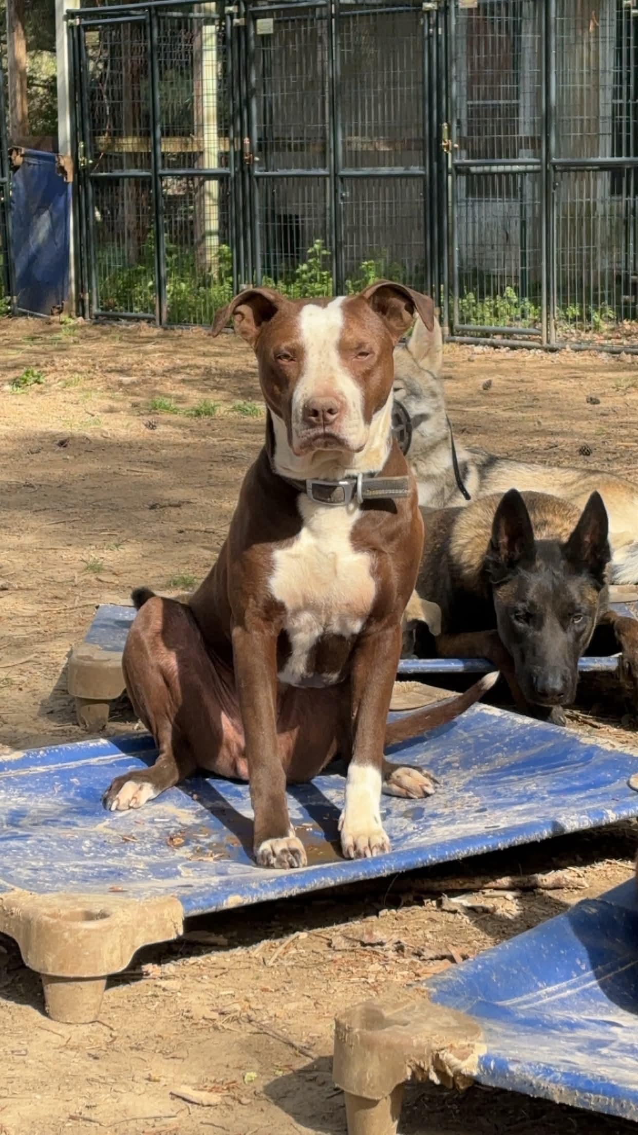 Spice — thumbnail 2