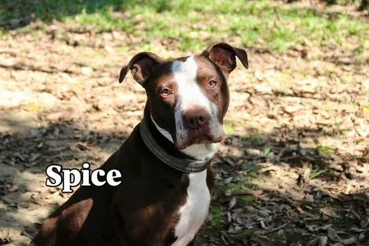 Spice, a Adoptable Pit Bull Terrier in Germantown, OH image 3/6