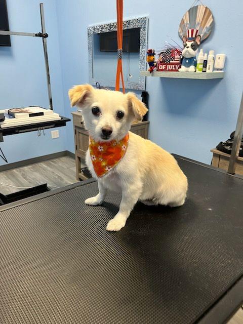 Shadow, a Adoptable mixed breed in Fresno, CA image 2/4