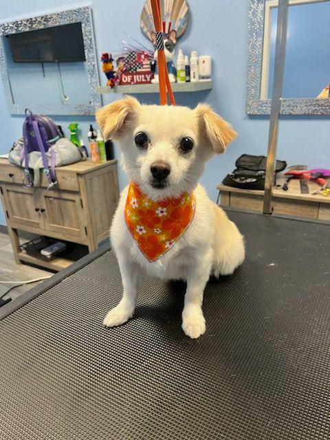 Shadow, a Adoptable mixed breed in Fresno, CA image 1/4