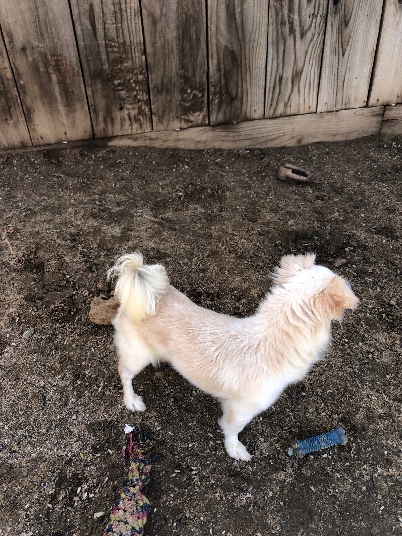 Shadow, a Adoptable mixed breed in Fresno, CA image 4/4