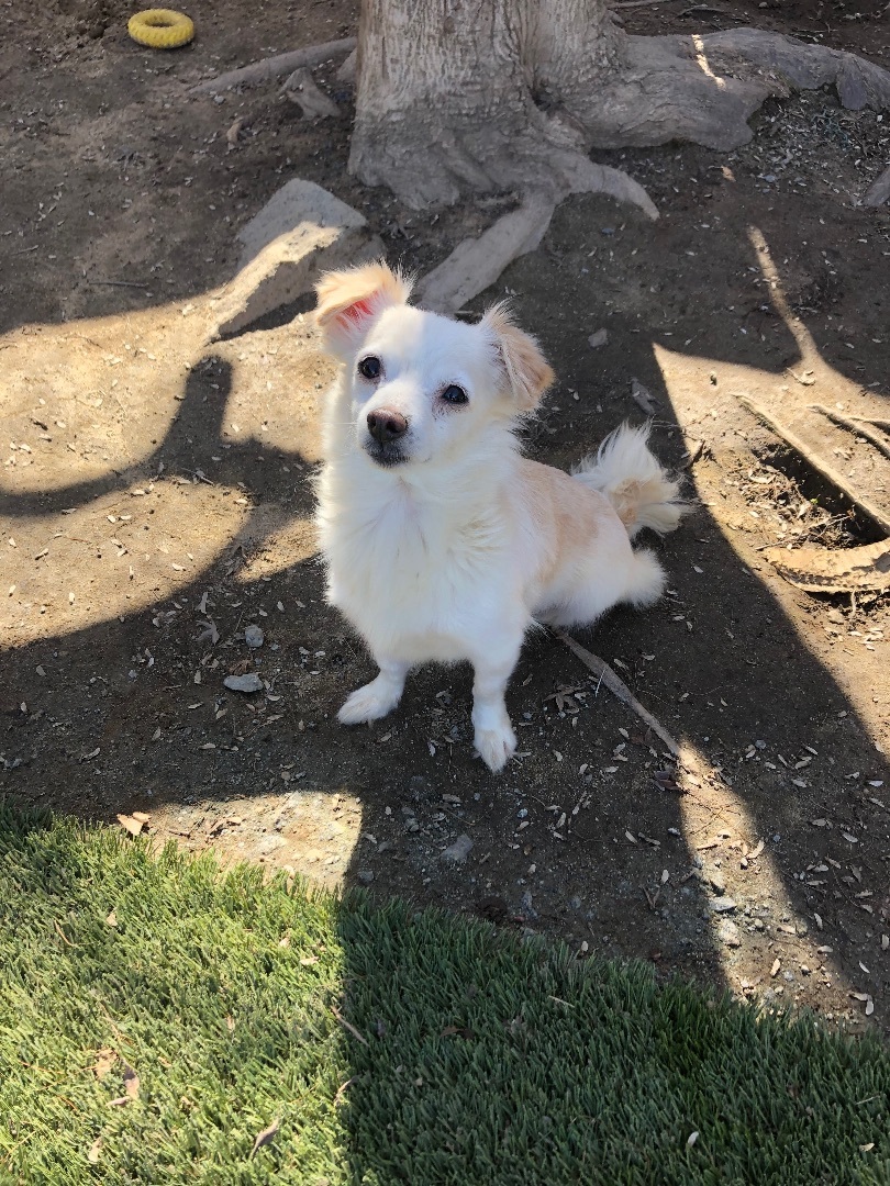 Shadow, a Adoptable mixed breed in Fresno, CA image 3/4