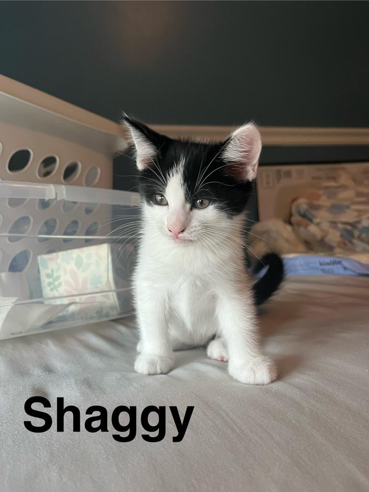 Shaggy (Marvelous MontCo Litter), Adoptable, Kitten Male Domestic Short Hair.