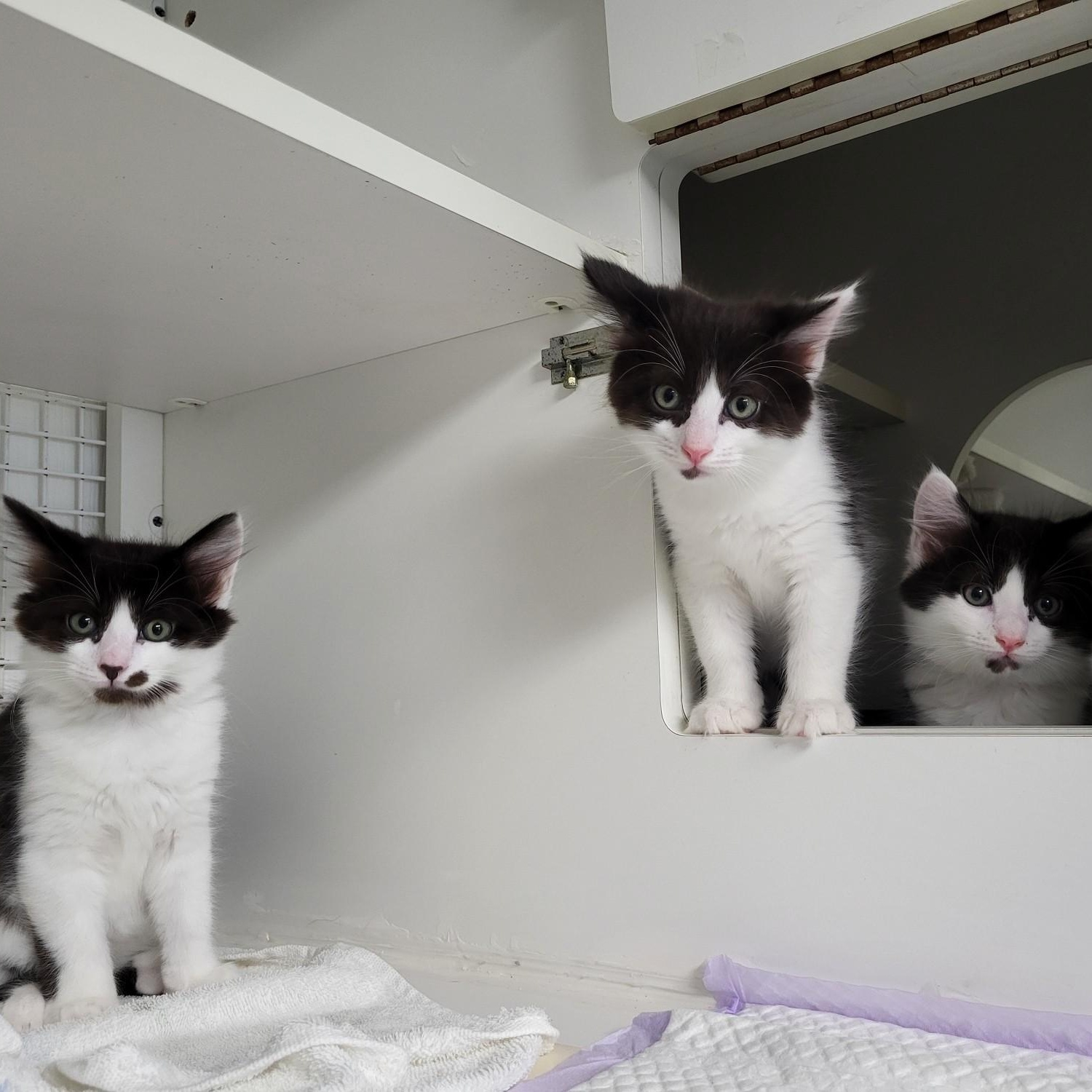 Denali kittens, Adopted, Young Male Domestic Medium Hair.