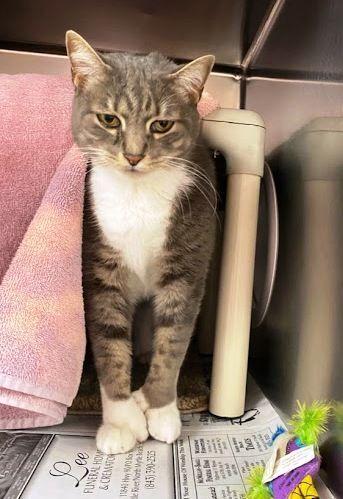 Jasper, an adoptable Extra-Toes Cat / Hemingway Polydactyl, Domestic Short Hair in North Myrtle Beach, SC, 29582 | Photo Image 2