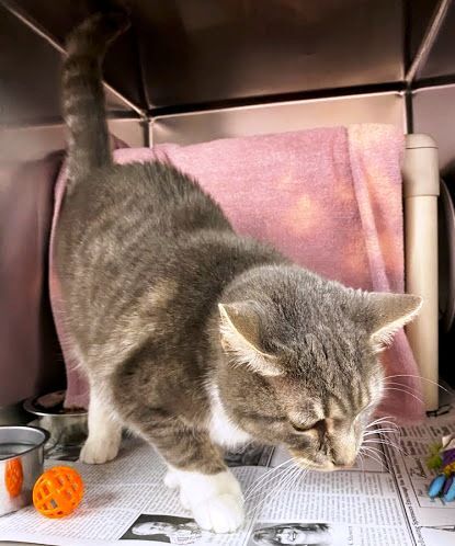 Jasper, an adoptable Extra-Toes Cat / Hemingway Polydactyl, Domestic Short Hair in North Myrtle Beach, SC, 29582 | Photo Image 3