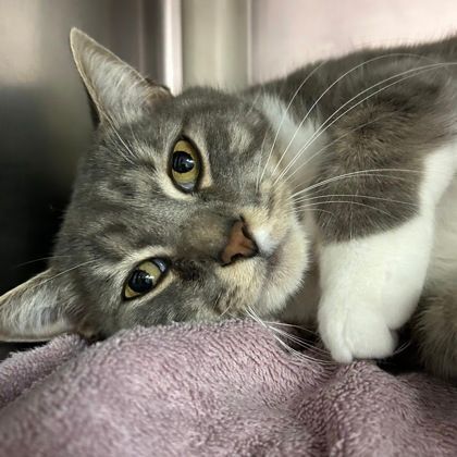 Jasper, an adoptable Extra-Toes Cat / Hemingway Polydactyl, Domestic Short Hair in North Myrtle Beach, SC, 29582 | Photo Image 4