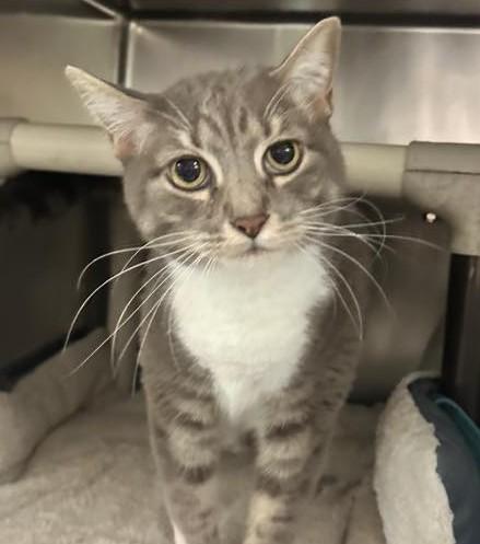 Jasper, an adoptable Extra-Toes Cat / Hemingway Polydactyl, Domestic Short Hair in North Myrtle Beach, SC, 29582 | Photo Image 1
