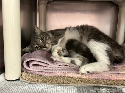Jasper, an adoptable Extra-Toes Cat / Hemingway Polydactyl, Domestic Short Hair in North Myrtle Beach, SC, 29582 | Photo Image 5