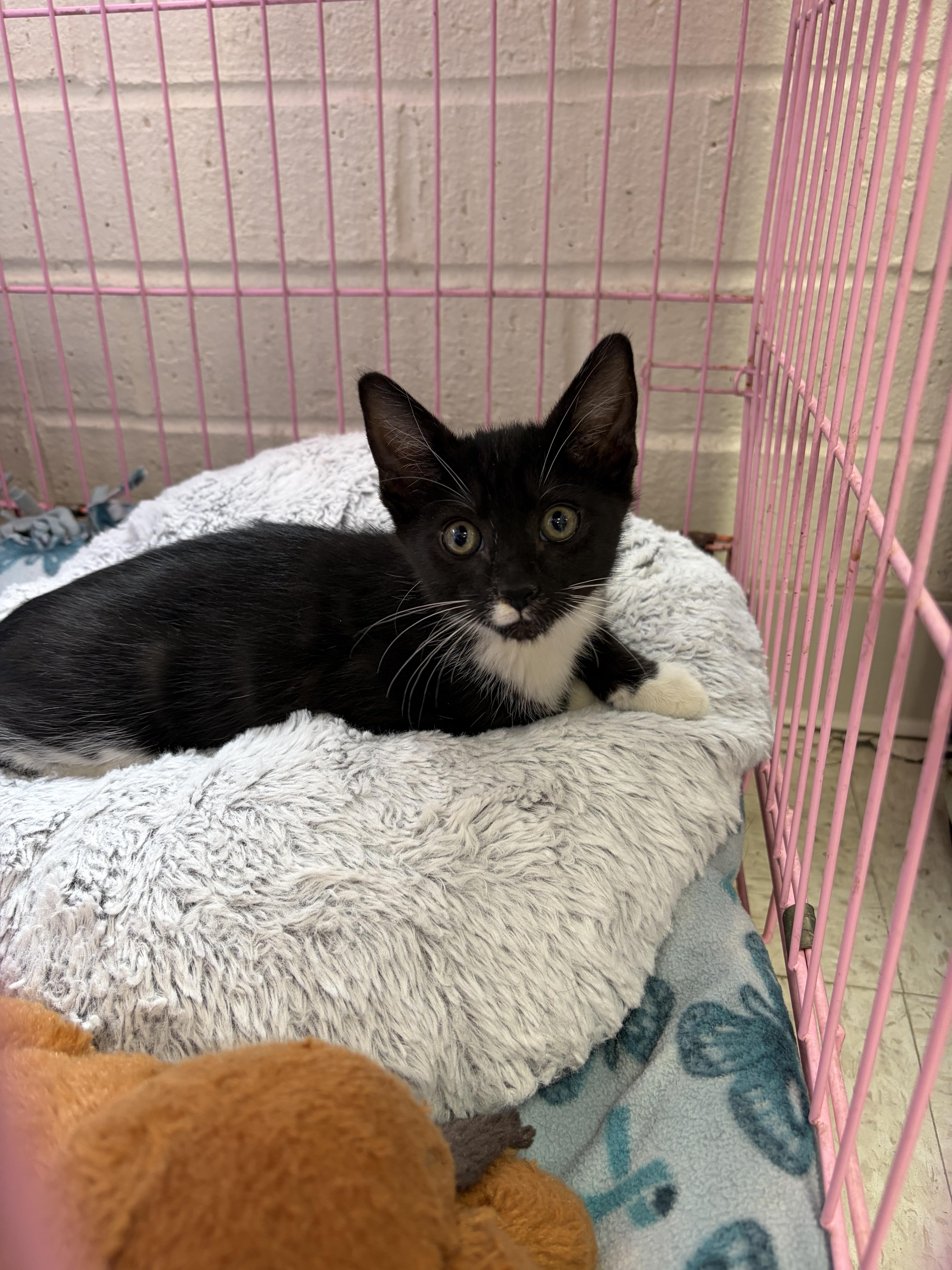 Enlarge Peso, a Adoptable mixed breed in Greensboro, NC image 2/6