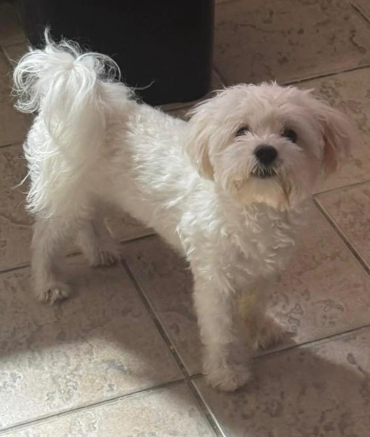 Nico, ADOPTABLE, Young Male Maltese & Maltipoo.