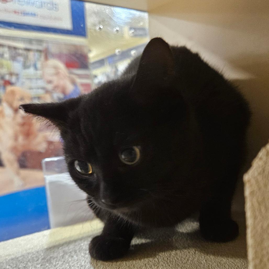 Marnie, Adoptable, Kitten Female Domestic Short Hair.