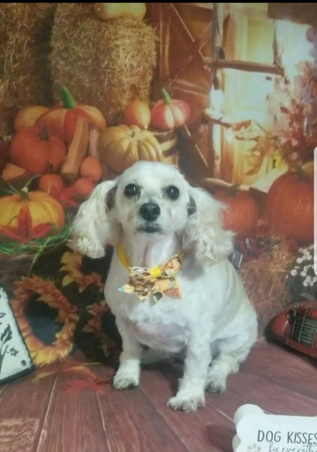 Enlarge Gidget, a Adopted Miniature Poodle in Gainesville, FL image 1/1