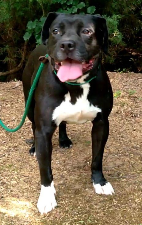 Ben & Ariel, Adoptable, Young Male American Staffordshire Terrier & Boxer.