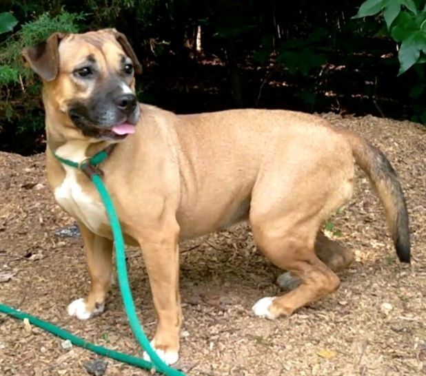 Enlarge Ben & Ariel, a Adoptable mixed breed in Westminster, SC image 2/12
