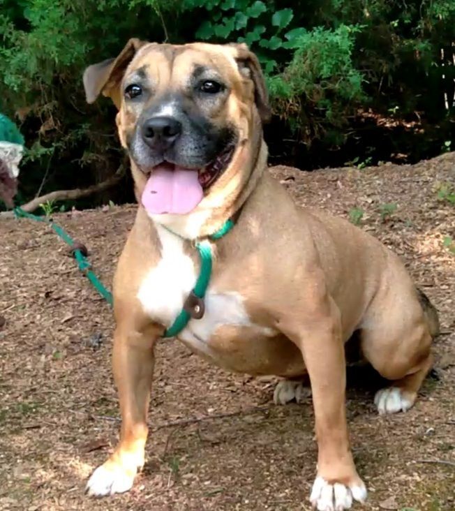 Enlarge Ben & Ariel, a Adoptable mixed breed in Westminster, SC image 3/12