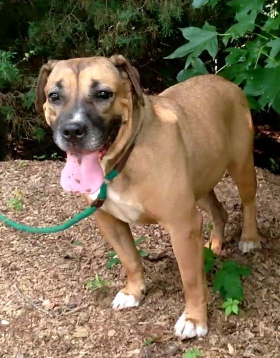 Enlarge Ben & Ariel, a Adoptable mixed breed in Westminster, SC image 4/12