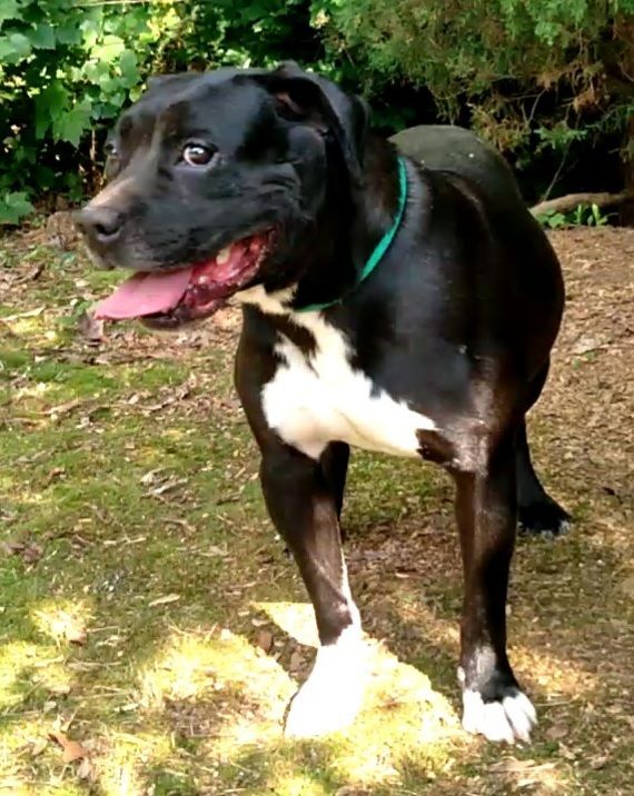 Enlarge Ben & Ariel, a Adoptable mixed breed in Westminster, SC image 5/12