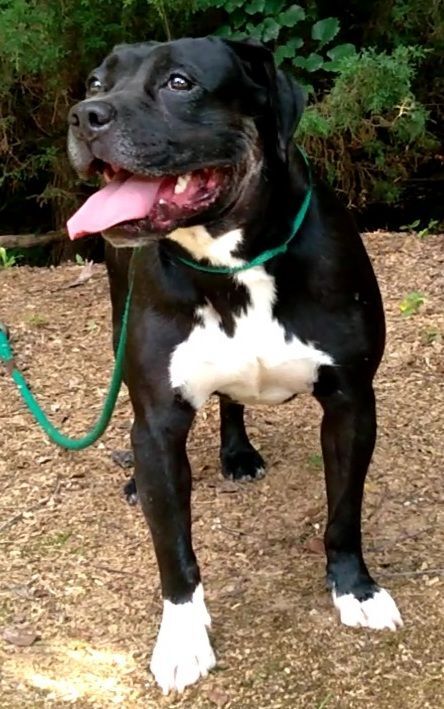 Ben & Ariel, Adoptable, Young Male American Staffordshire Terrier & Boxer.