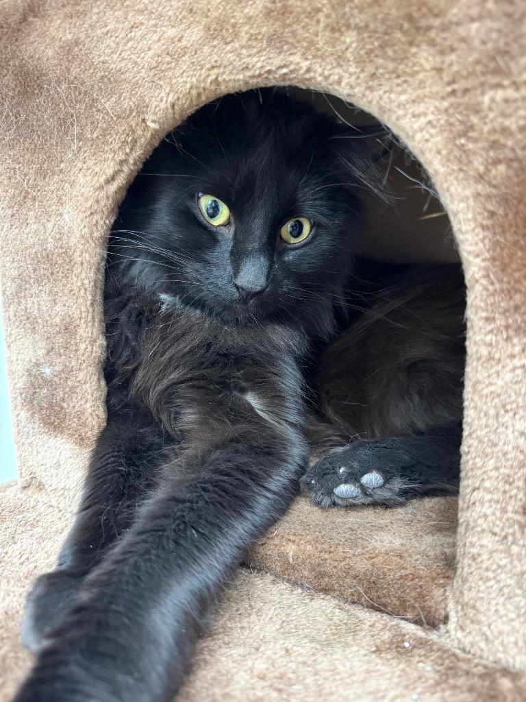 Ace, Adoptable, Young Male Domestic Long Hair.