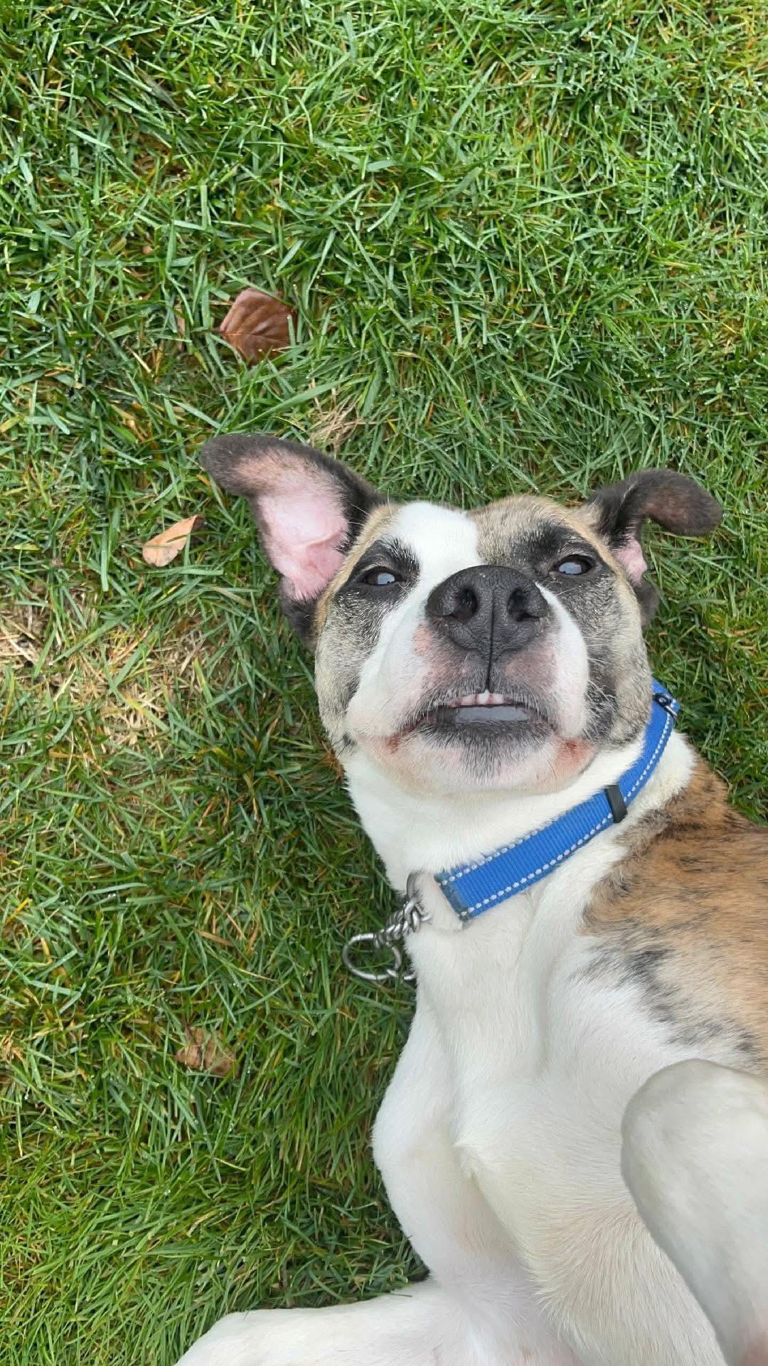 Duncan, Adoptable, Adult Male American Staffordshire Terrier.