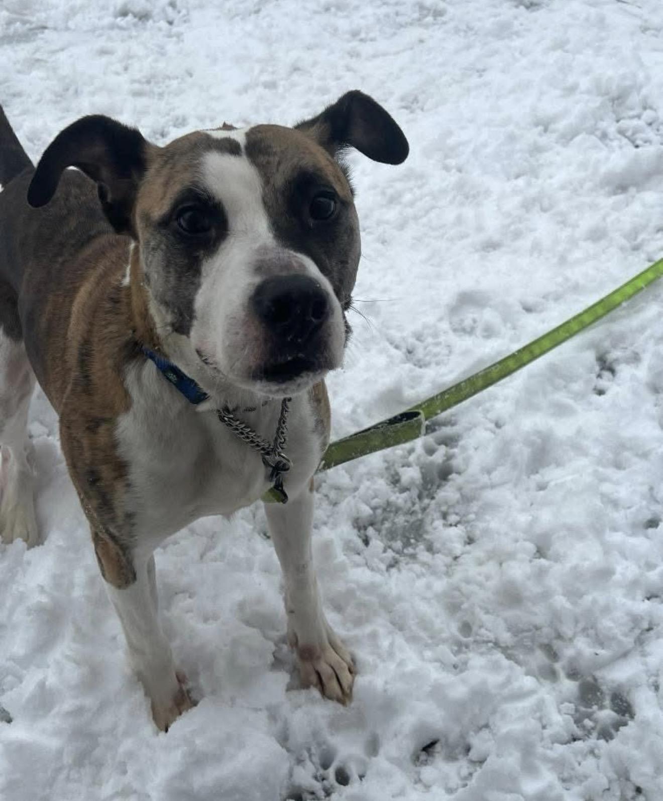 Enlarge Duncan, a Adoptable mixed breed in Stahlstown, PA image 2/6