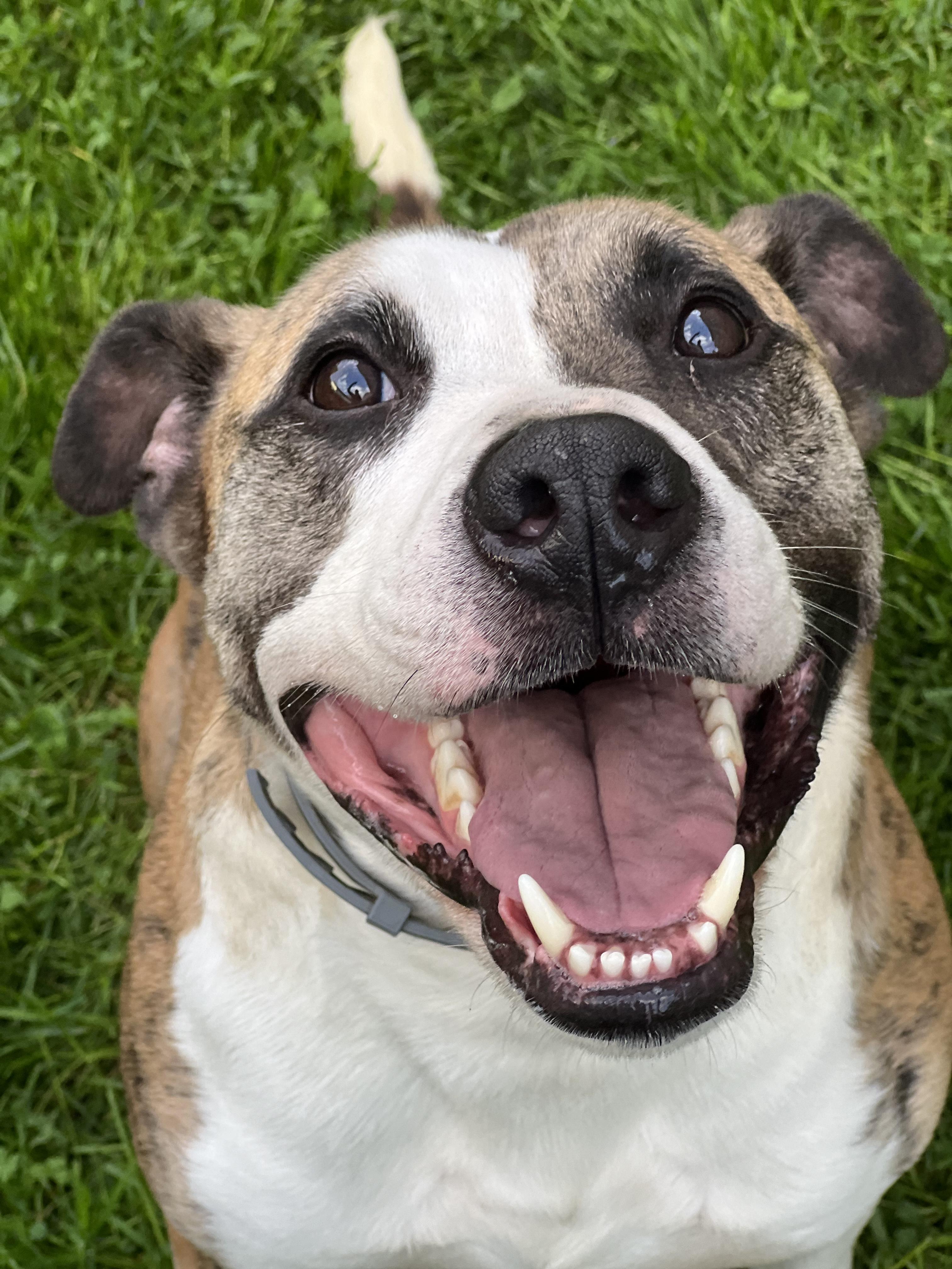 Enlarge Duncan, a Adoptable mixed breed in Stahlstown, PA image 3/6