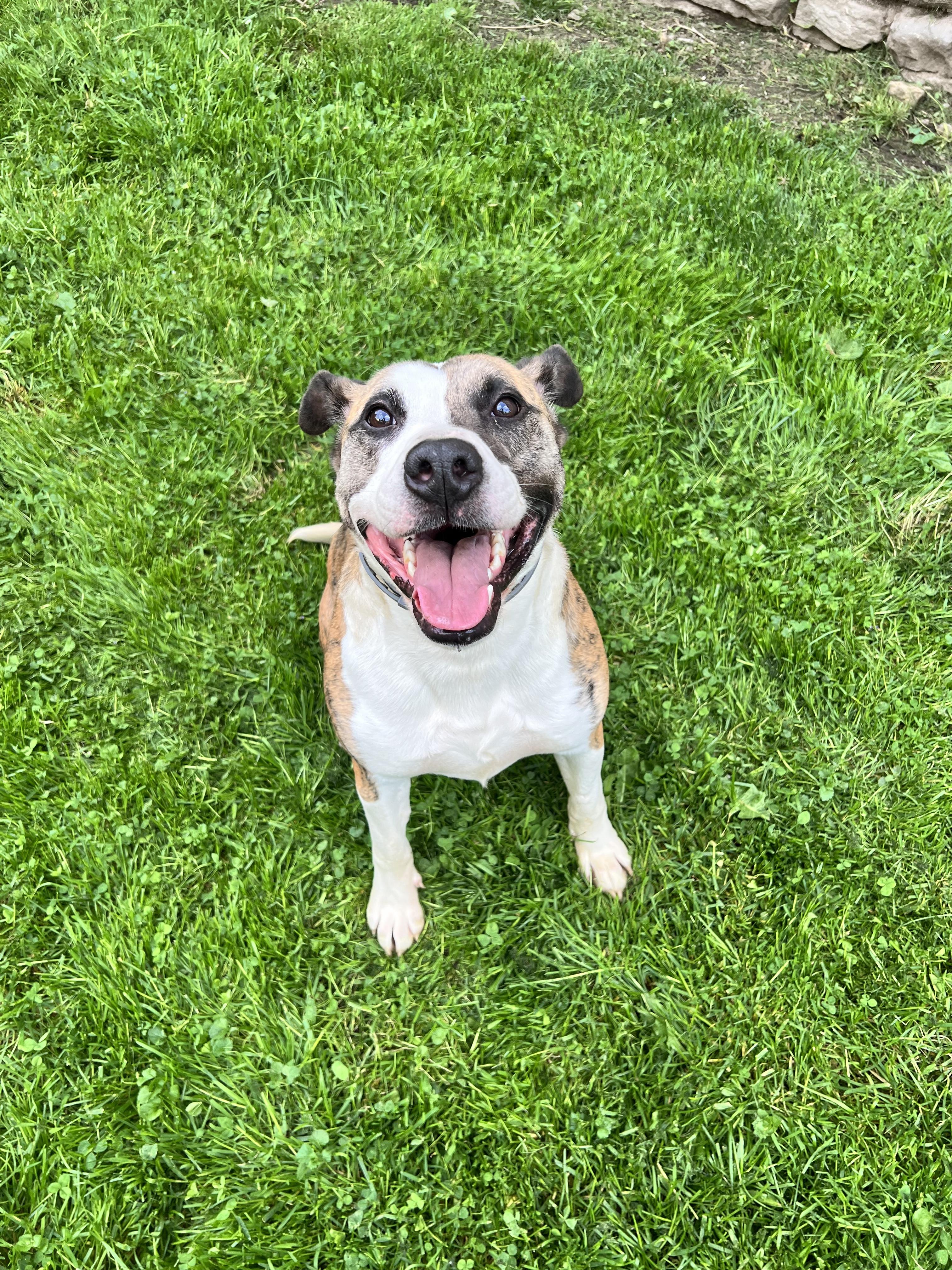 Enlarge Duncan, a Adoptable mixed breed in Stahlstown, PA image 4/6