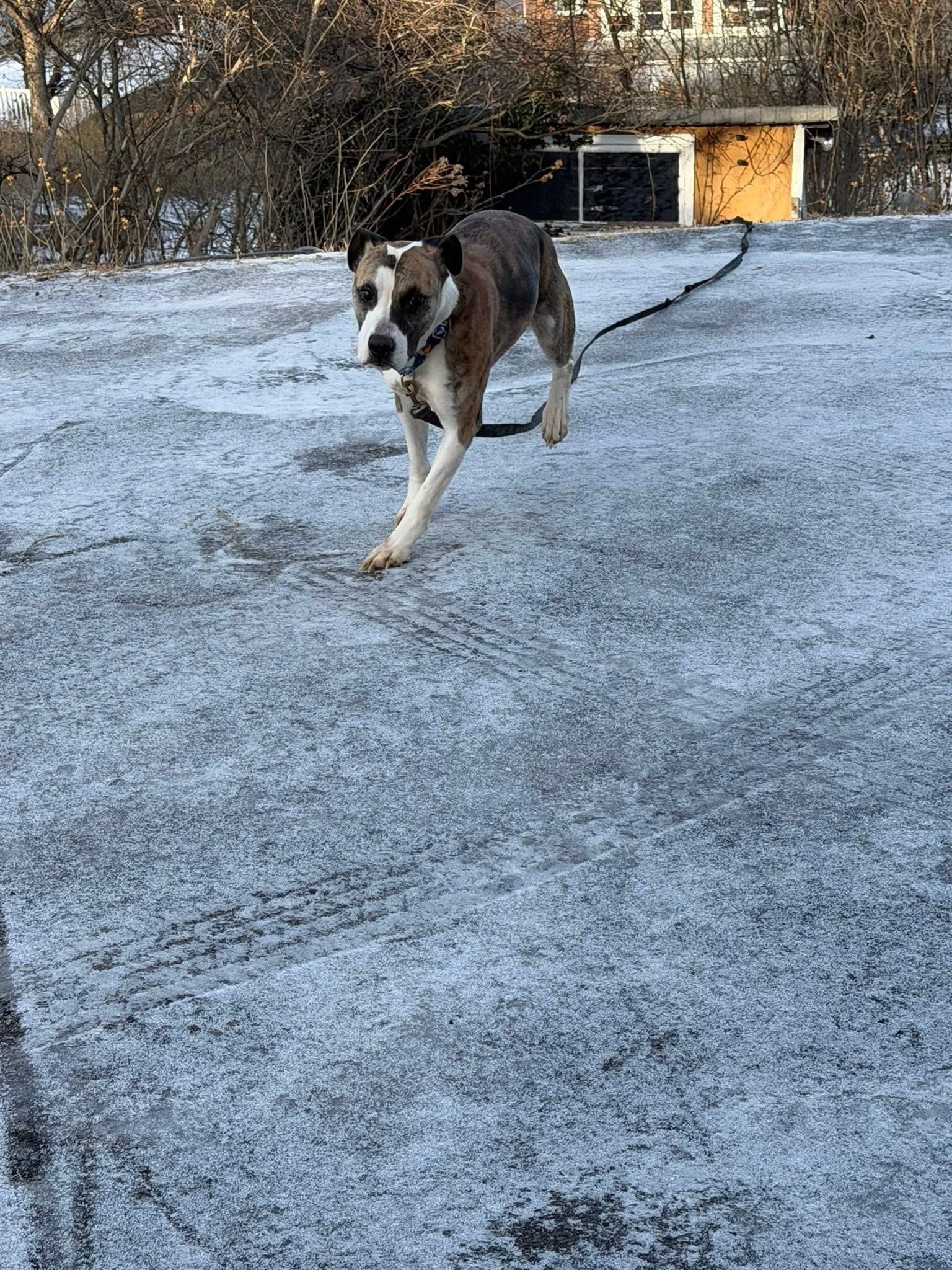 Enlarge Duncan, a Adoptable mixed breed in Stahlstown, PA image 5/6