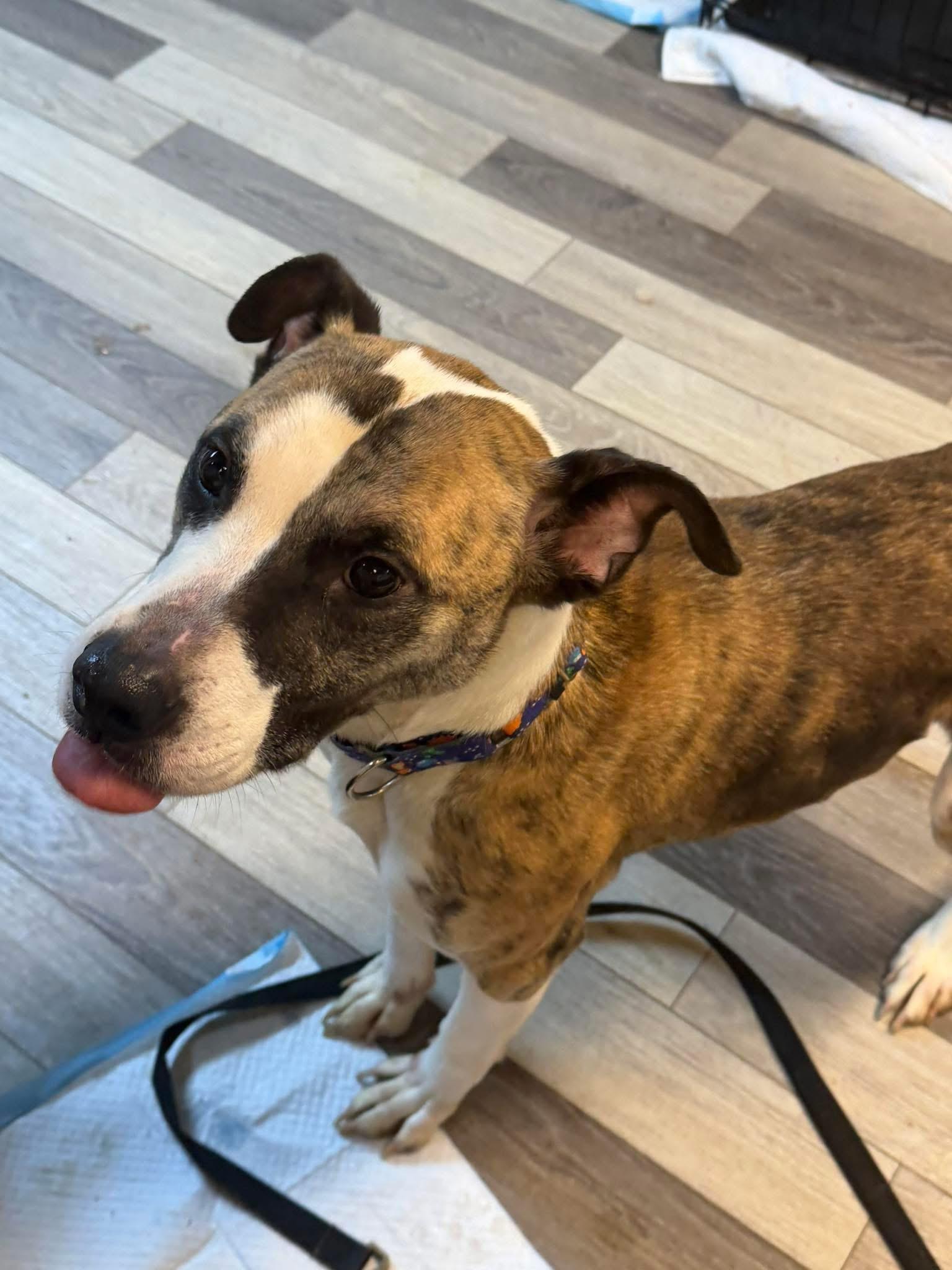 Enlarge Duncan, a Adoptable mixed breed in Stahlstown, PA image 6/6