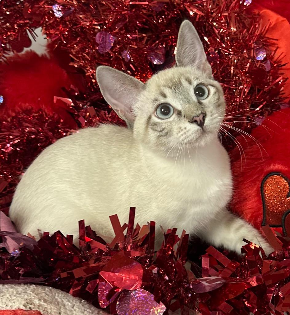 Enlarge 10/3/25 - Samuel, a Adopted mixed breed in Stillwater, OK image 1/1