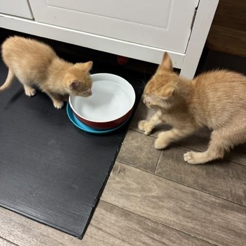 Stars and Stripes - Bonded Sister Kittens, an adopted Domestic Short Hair in Rochester, MA image 3/3