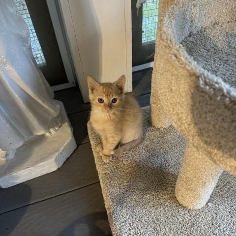 Stars and Stripes - Bonded Sister Kittens, an adopted Domestic Short Hair in Rochester, MA image 2/3