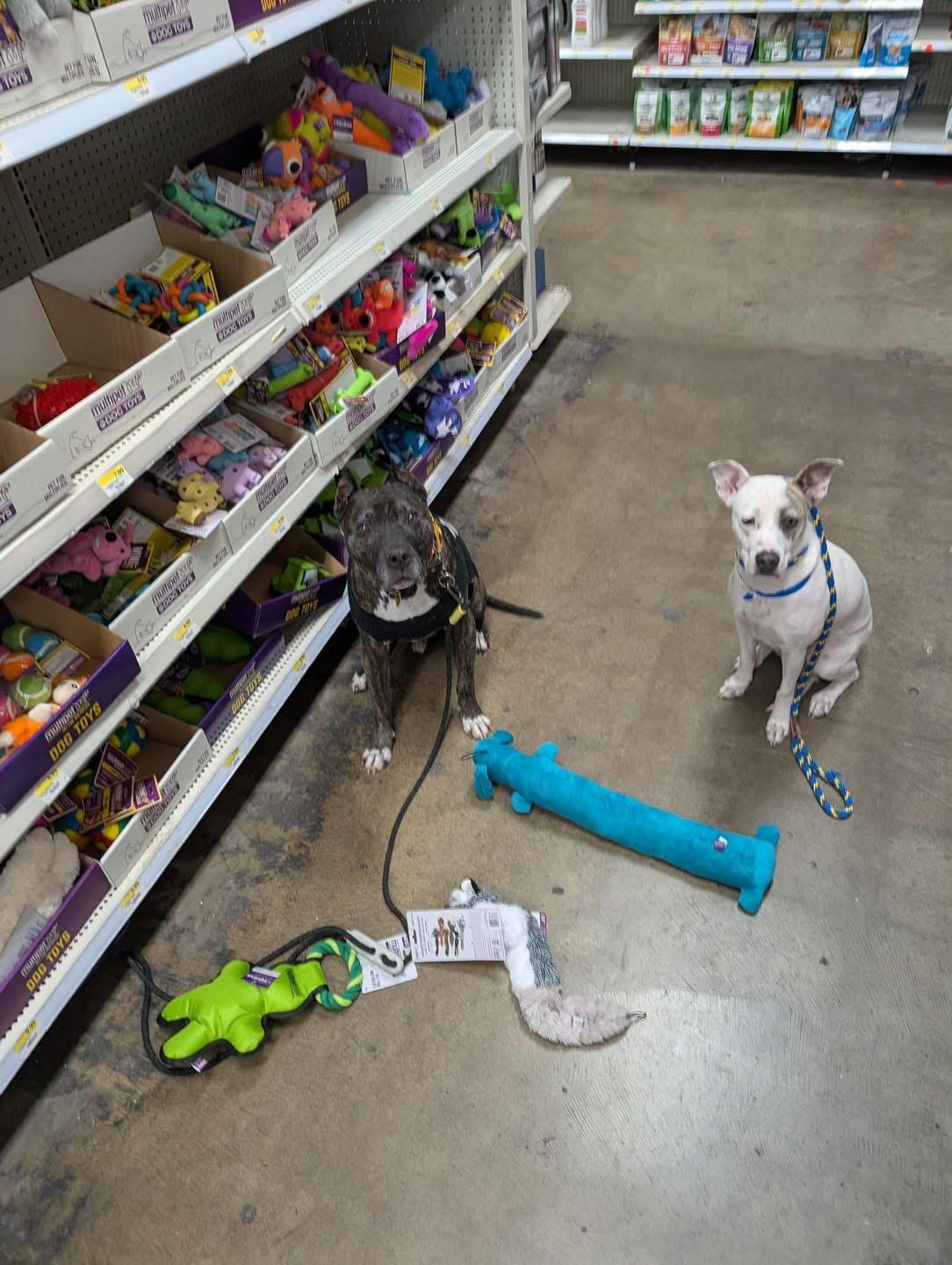 Enlarge Bernie, a Adoptable Mixed Breed in North Vernon, IN image 3/5