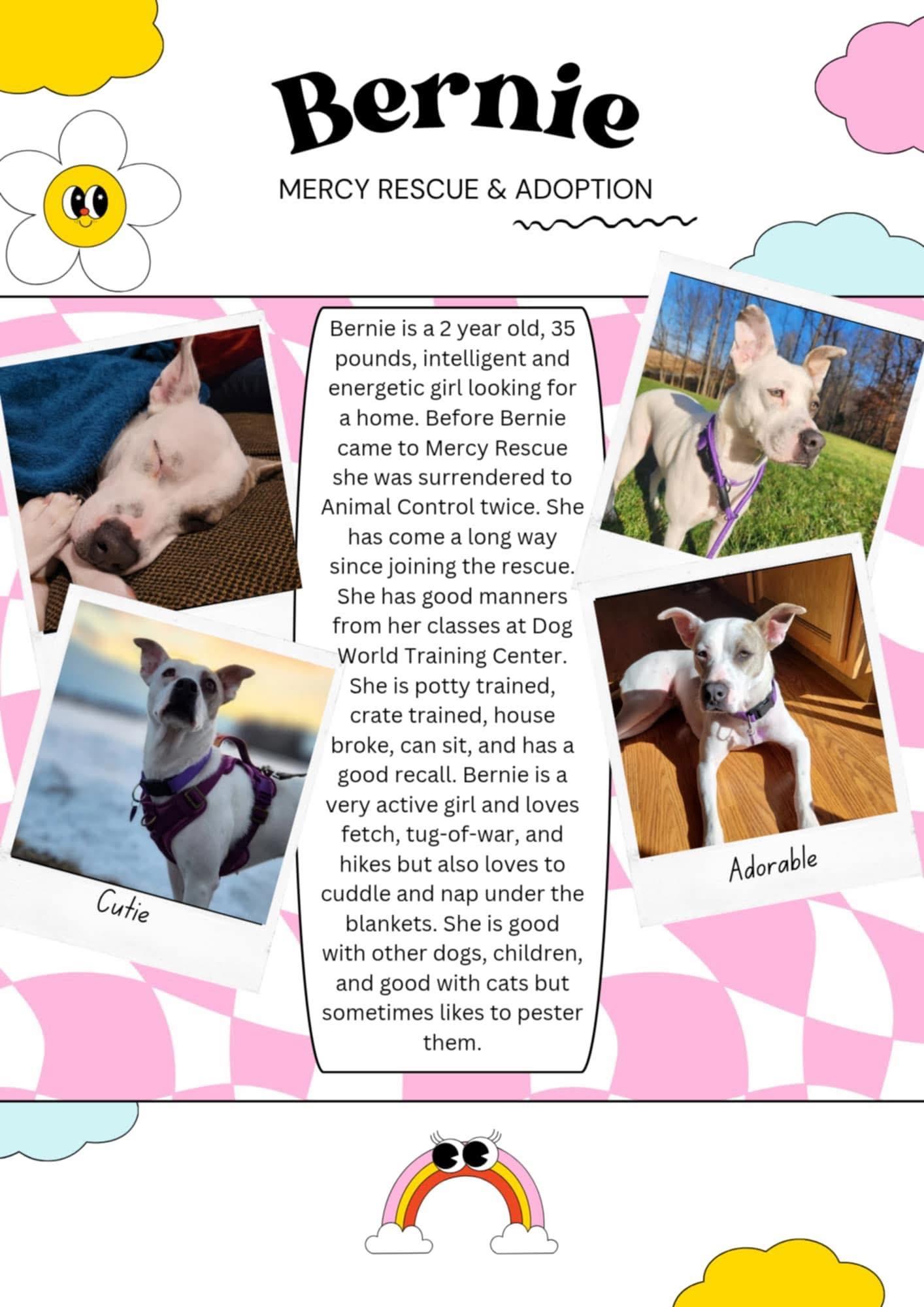 Enlarge Bernie, a Adoptable Mixed Breed in North Vernon, IN image 2/5