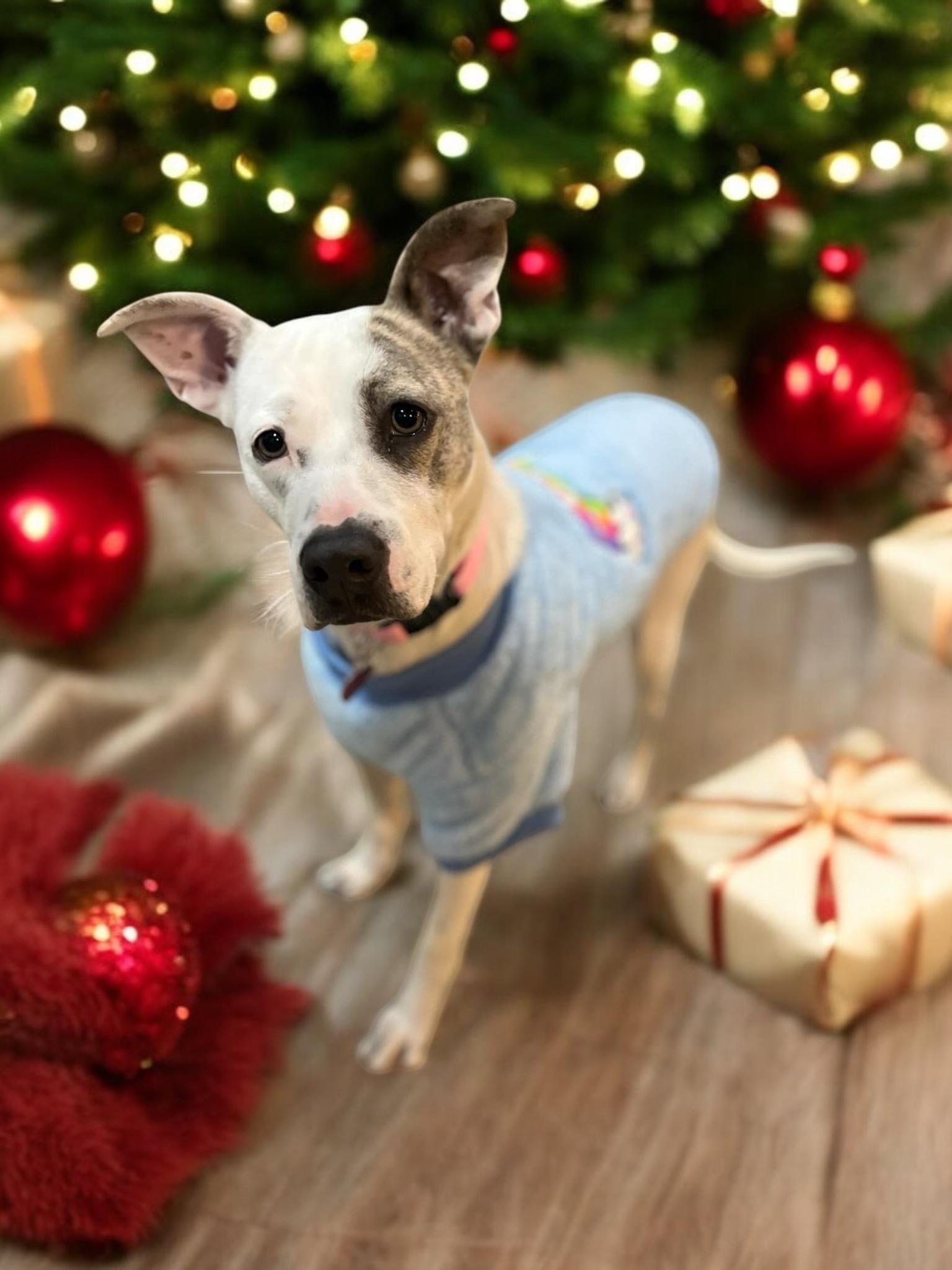 Enlarge Bernie, a Adoptable Mixed Breed in North Vernon, IN image 4/5