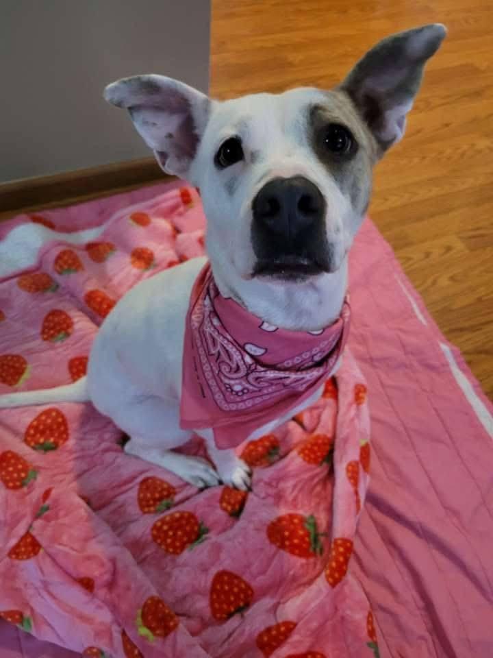 Enlarge Bernie, a Adoptable Mixed Breed in North Vernon, IN image 1/5