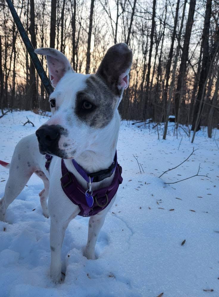 Enlarge Bernie, a Adoptable Mixed Breed in North Vernon, IN image 5/5