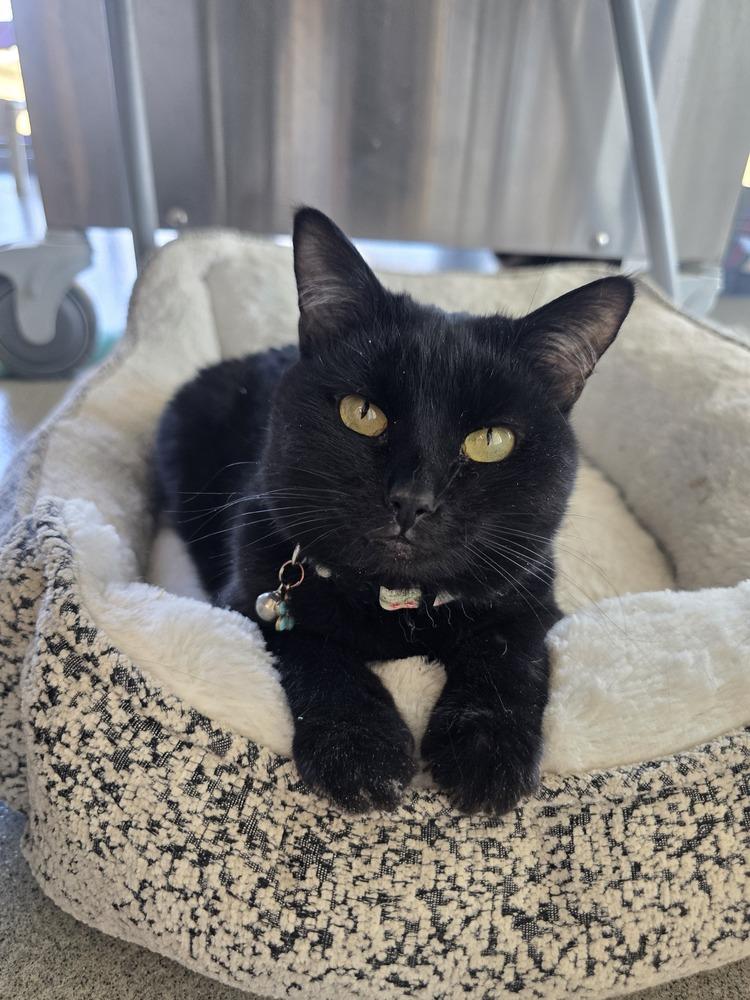 Enlarge Fern, a Adoptable Domestic Short Hair in Wellington, KS image 1/5