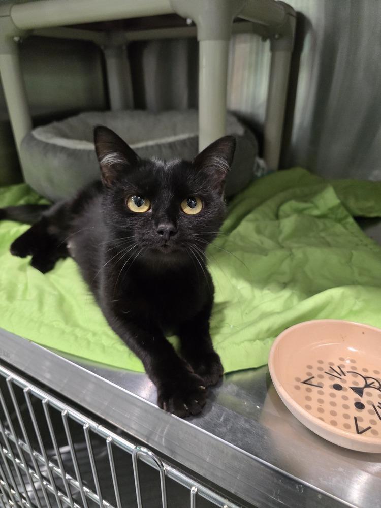 Enlarge Fern, a Adoptable Domestic Short Hair in Wellington, KS image 2/5