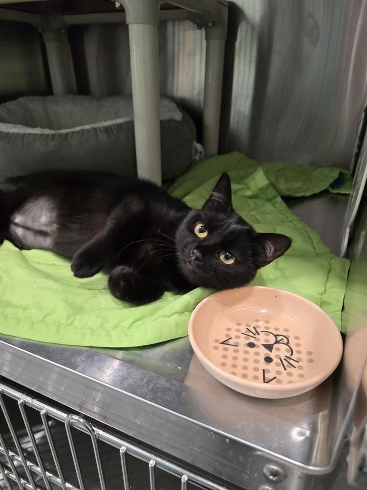 Enlarge Fern, a Adoptable Domestic Short Hair in Wellington, KS image 3/5