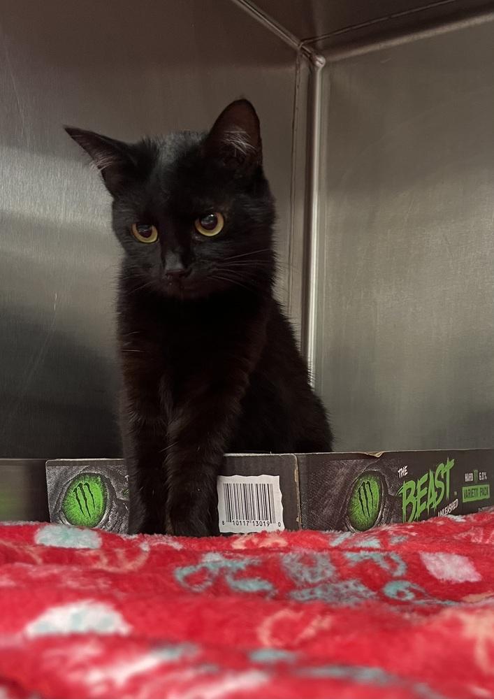 Enlarge Fern, a Adoptable Domestic Short Hair in Wellington, KS image 4/5