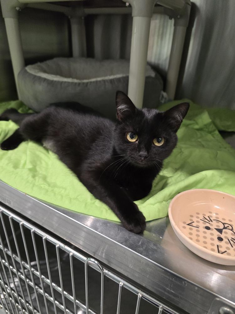 Enlarge Fern, a Adoptable Domestic Short Hair in Wellington, KS image 5/5