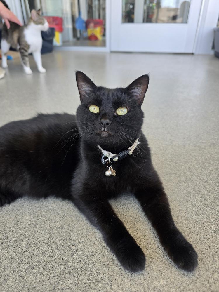 Enlarge Fern, a Adoptable Domestic Short Hair in Wellington, KS image 5/6