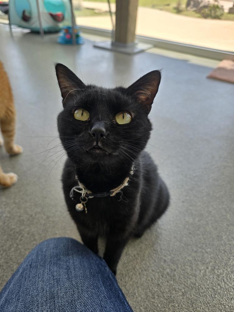 Enlarge Fern, a Adoptable Domestic Short Hair in Wellington, KS image 6/6