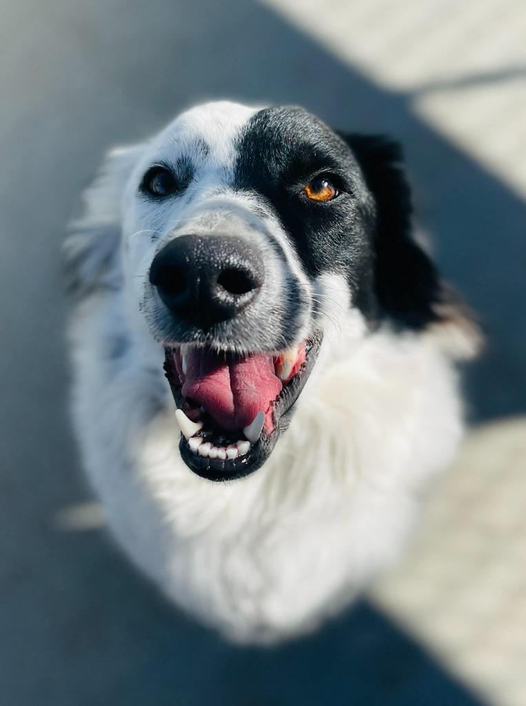 Spots or Ibis, a Adoptable Border Collie in Green River, WY image 1/6