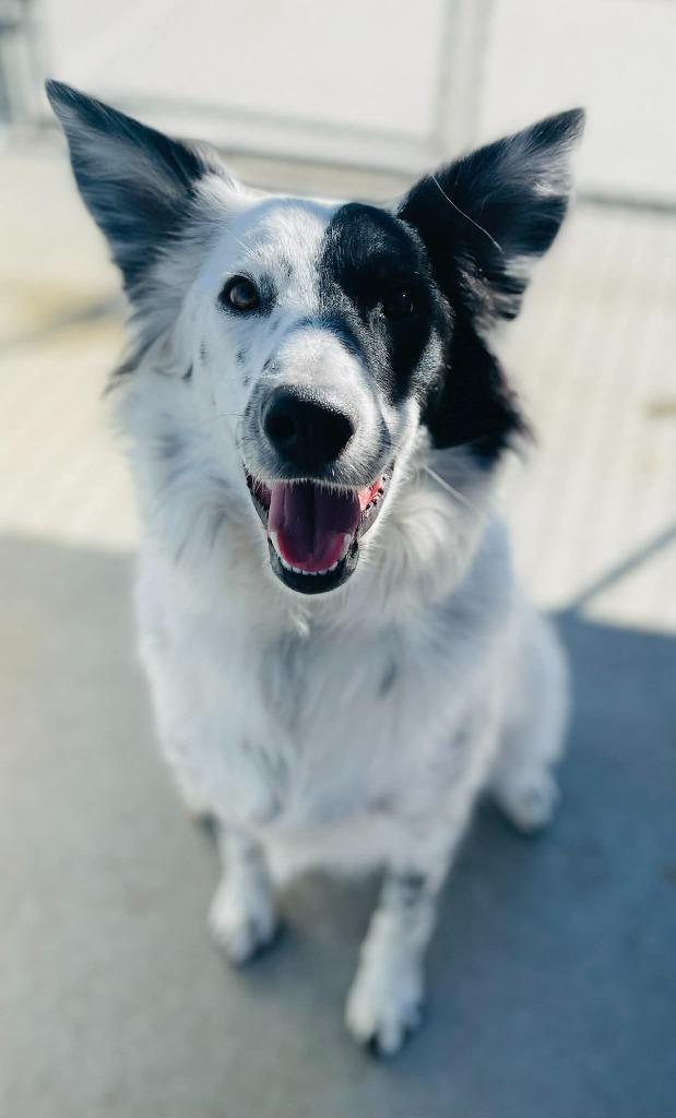 Spots or Ibis, a Adoptable Border Collie in Green River, WY image 2/6