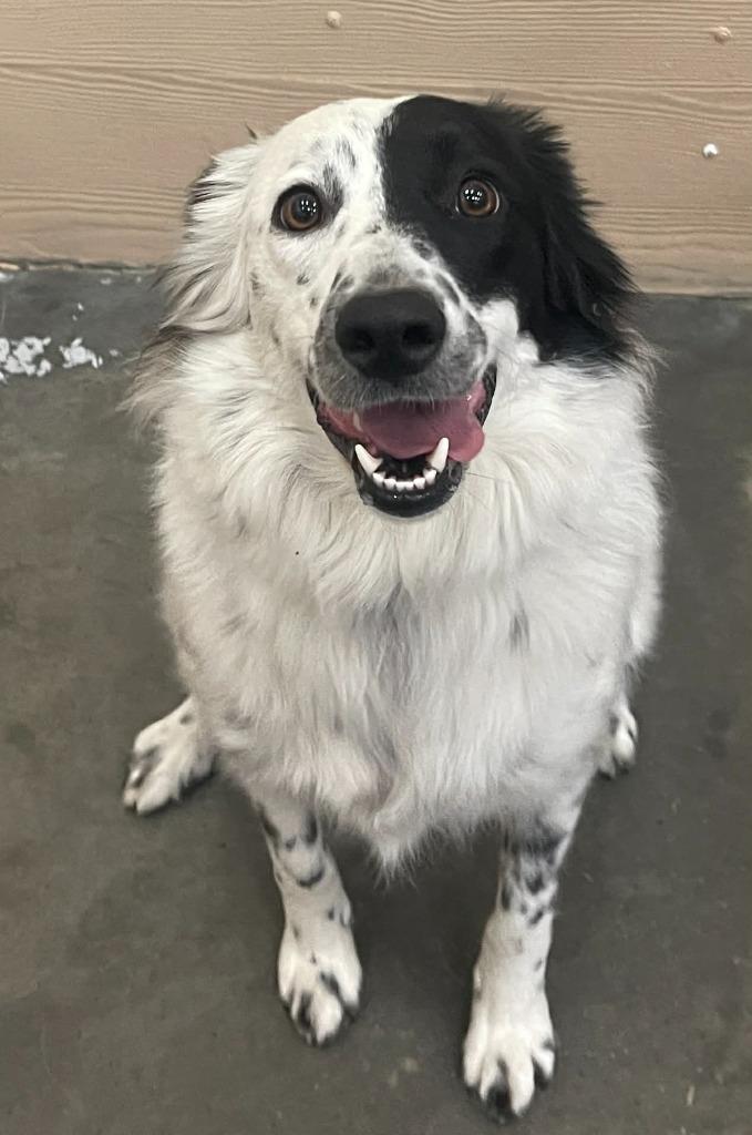 Spots or Ibis, a Adoptable Border Collie in Green River, WY image 4/6