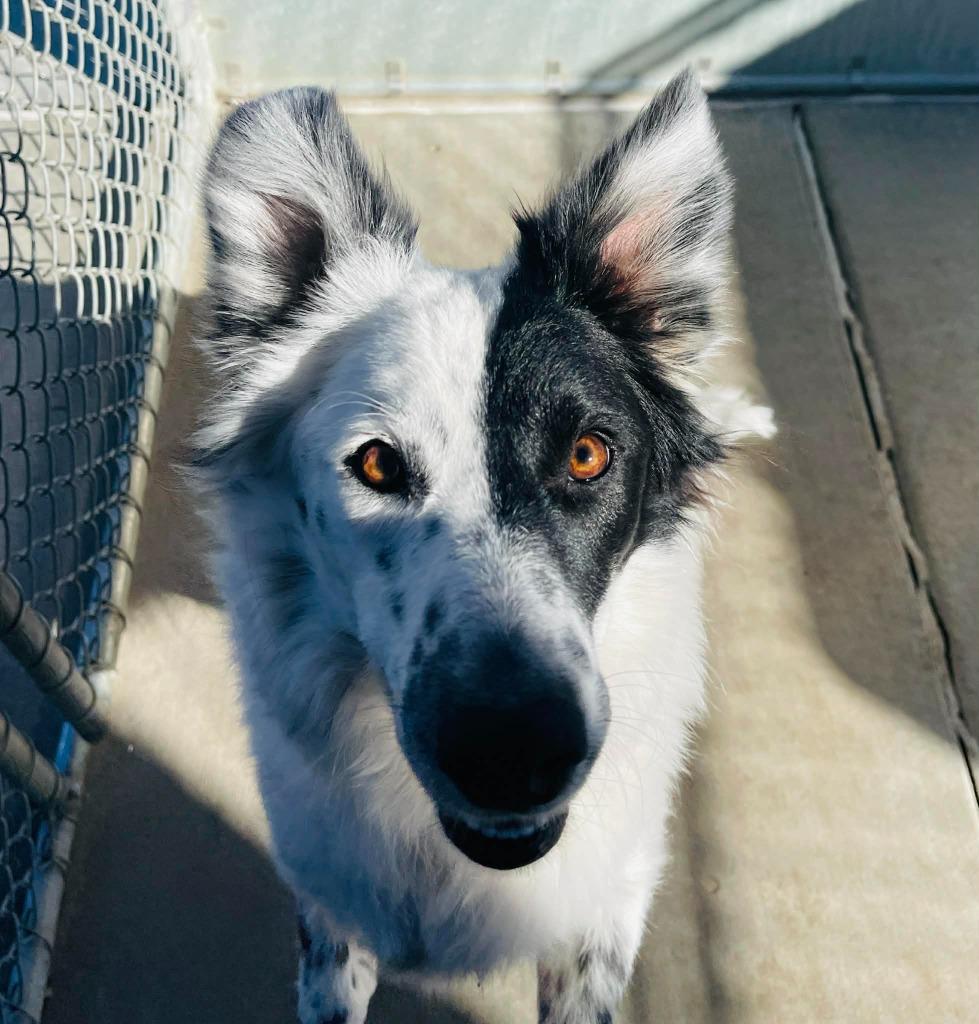 Spots or Ibis, a Adoptable Border Collie in Green River, WY image 5/6
