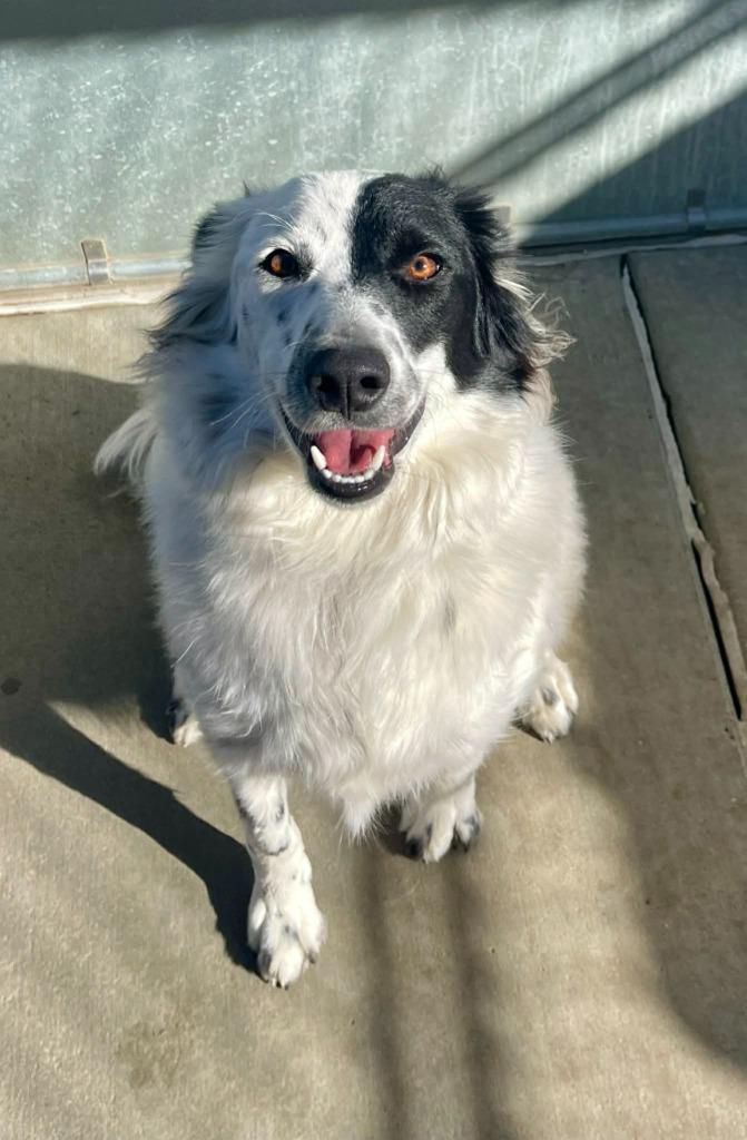 Spots or Ibis, a Adoptable Border Collie in Green River, WY image 6/6